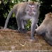 monkey_macaque_balinese_mf_ubud_v_1100_bal4818.jpg